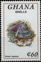 Shell (Donax rugosus)