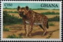 Spotted Hyena (Crocuta crocuta)