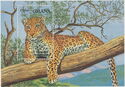 Panthera pardus