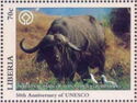 Buffalo in National Park of Mana Pools, Zimbabwe