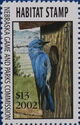 Mountain bluebird (Sialia currucoides)
