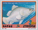 Nile Perch (Lates niloticus)