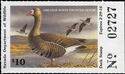 Greater white-fronted goose (Anser albifrons)
