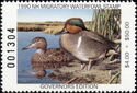 Green-winged teal (Anas carolinensis)