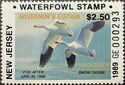 Snow goose (Anser caerulescens)