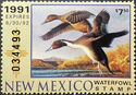 Northern pintail (Anas acuta)