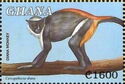 Diana Monkey (Cercopithecus diana)