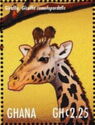 Giraffe (Giraffa camelopardalis)