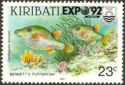 Bennett's Sharpnose Puffer - Overprinted