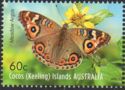 Meadow Argus (Junonia villida)