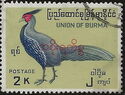 Lineated Kalij Pheasant (Lophura leucomelanos)
