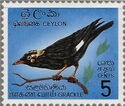 Southern grackle (Gracula ptilogenys)