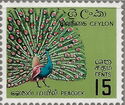 Indian Peafowl (Pavo cristatus)