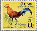 Sri Lankan Junglefowl (Gallus lafayettii)