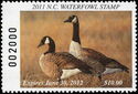 Canada goose (Branta canadensis)
