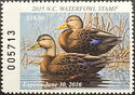 American black duck (Anas rubripes)