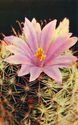 Cacti. Mammillaria sheldonii