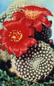 Cacti. Rebutia kraintsii
