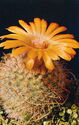 Cacti. Parodia mutabilis
