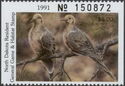 Mourning dove (Zenaida macroura)