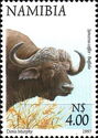 African Buffalo (Syncerus caffer)