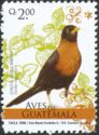 Rufous-collared Trush (Turdus rufitorques) 