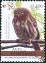 Ferruginous Pygmy-owl (Glaucidium brasilianum ridgwayi) 