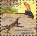 Namibian Rock Agama (Agama planiceps)