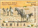 Burchell's Zebra (Equus burchelli)