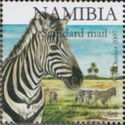Burchell's Zebra (Equus burchelli)