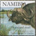 Cape Buffalo (Syncerus caffer)