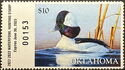Bufflehead (Bucephala albeola)