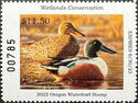 Northern shoveler (Spatula clypeata)