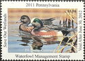 American wigeon (Mareca americana)