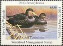 American black duck (Anas rubripes)