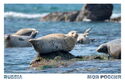 Larga Seals near Kolonna, Japan Sea