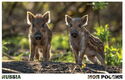Piglets of Wild Boar