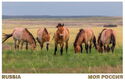 Przewalski Horses