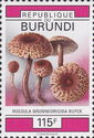 Russula brunneorigida