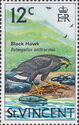 Common Black Hawk (Buteogallus anthracinus)