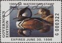 Hooded merganser (Lophodytes cucullatus)