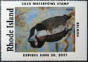 Canada goose (Branta canadensis)