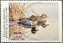 Green-winged teal (Anas carolinensis)