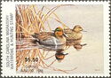 Green-winged teal (Anas carolinensis)
