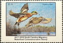 American wigeon (Anas americana)