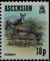 Donkey (Equus asinus asinus)