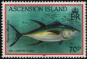 Yellowfin Tuna (Thunnus albacares)