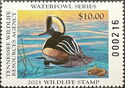 Hooded merganser (Lophodytes cucullatus)