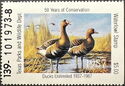 Greater white-fronted goose (Anser albifrons)
