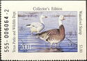 Snow goose (Anser caerulescens)